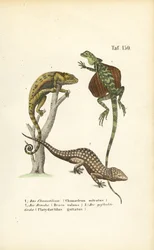 Chameleon, Flying Dragon and Tokay Gecko