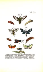 Clearwing Moths and Other Moth Species with Their Developmental Stages