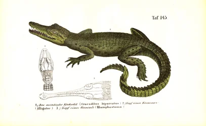 Crocodiles: Asian Crocodile and Comparative Skull Anatomy