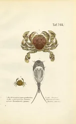 Crustaceans and Tadpole Shrimps