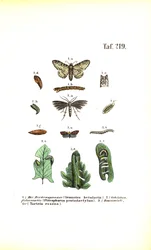 Developmental Cycle of Butterflies with Harmful Effects