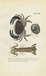 Different Marine Crustacean Species