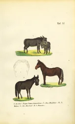 Domestic Donkey, Mule and Hinny