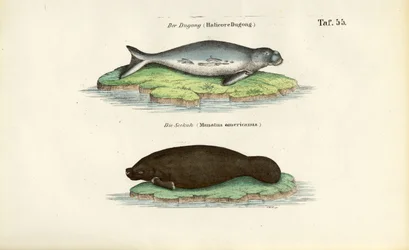 Dugong and Manatee