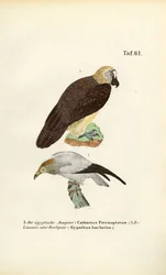 Egyptian Vulture and Bearded Vulture
