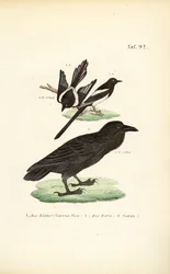 Eurasian Magpie and Common Raven