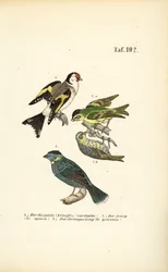European Goldfinch, Eurasian Siskin and Rock Sparrow