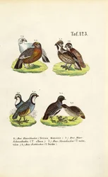 European Grouse Species and Partridges