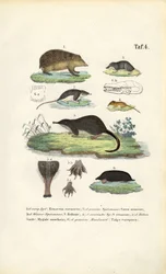 European Insectivores: Hedgehog, Shrews and Mole