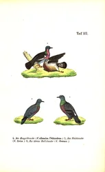 European Wild Pigeons