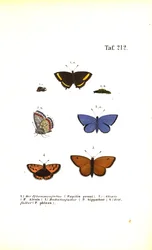 European Butterfly Species