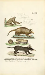 Exotic Mammals from the Neotropics