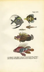 Exotic Marine Fish