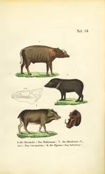 Exotic Pig Species: Babirusa, Collared Peccary, and White-lipped Peccary