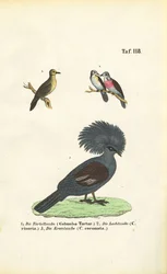 Exotic Pigeon Species and Victoria Crowned Pigeon