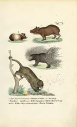 Exotic Rodents