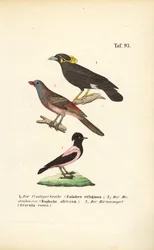 Exotic Songbirds from Africa and Asia