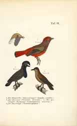 Exotic Songbirds from South America