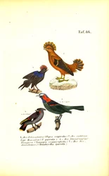 Exotic Songbirds from South America