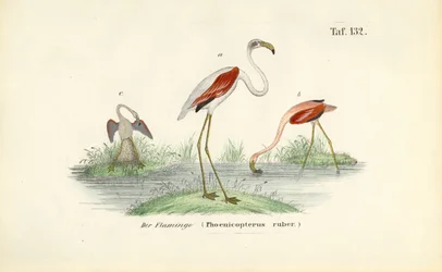 Flamingos in Wetland