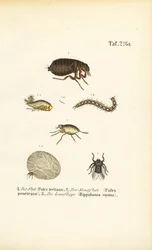 Flea, Sand Flea and Horse Fly with Developmental Stages