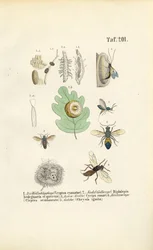 Gall Wasps, Gold Wasps and Their Developmental Stages