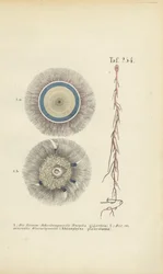 Giant Blue Button and Red Root Jellyfish