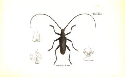 Great Capricorn Beetle