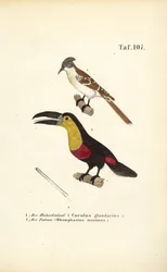 Great Spotted Cuckoo and Toucan