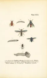 Harmful Fly Species and Their Larvae