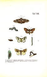 Harmful Moths and Their Developmental Stages