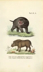 Hippopotamus and Warthog