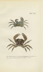 Horn-eyed Ghost Crab and Land Crab