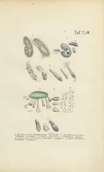 Infusoria: Paramecium, Stentor and Other Ciliates