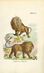 Lions in Different Poses