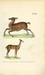 Llama and Vicuña