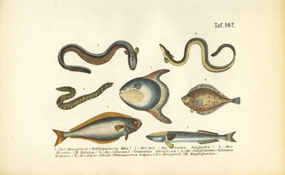 Marine Fish and Eels