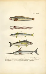 Marine Fish of European Waters