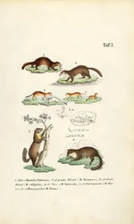 Marten Species with Skull Illustration