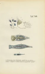 Microscopic Single-celled Organisms: Bell Animalcules, Rotifers and Flatworm