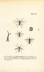 Mosquitoes and Their Developmental Stages