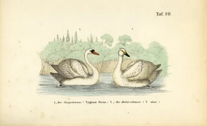 Mute Swan and Whooper Swan