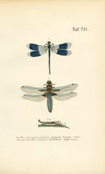 Native Dragonfly Species with Larval Development