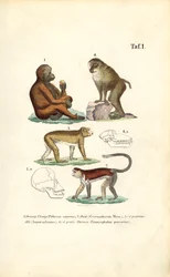 Old World Monkeys: Orangutan, Macaque, Monkey and Baboon