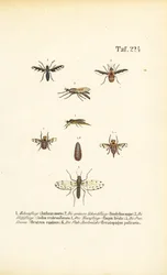 Predatory and Parasitic Fly Species