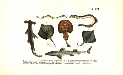 Primitive Fish and Rays