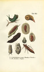 Puss Moth Caterpillar and Insect Pupae