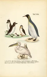 Razorbill, Atlantic Puffin, King Penguin and Pelican