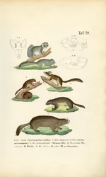 Rodents from the Squirrel and Dormouse Families