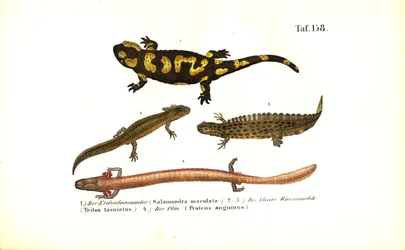 Salamanders and Newts in Various Developmental Forms